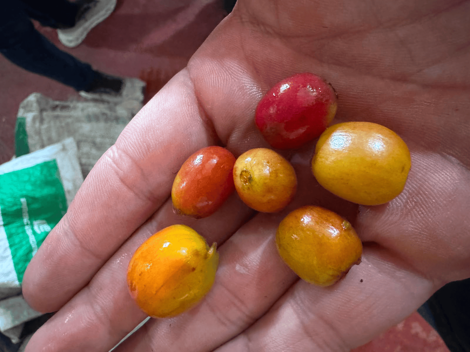 Café de especialidad Rosado Natural — variedad Rosado, finca Finca La Isabela – Jaime Zuluaga, región Pueblo Tapao, Quindío