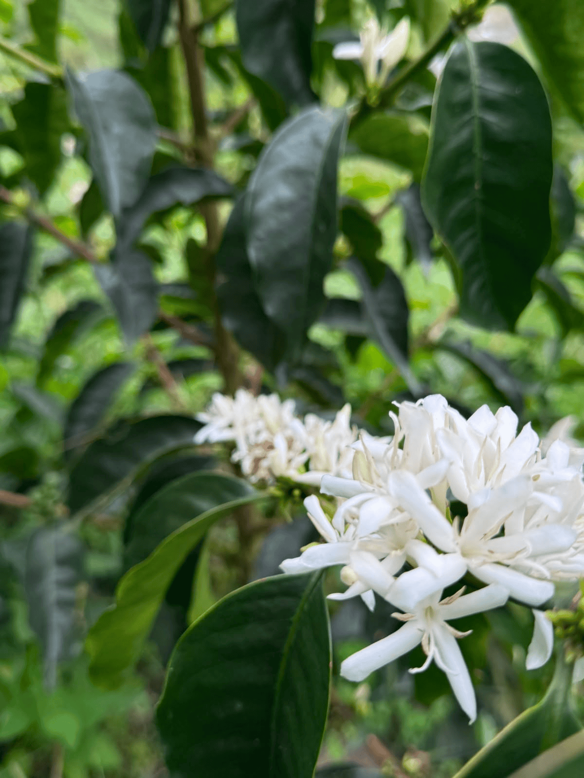 Café de especialidad Gesha Ferm. Honey — variedad Gesha, finca Finca Bentania – Linarco Rodríguez, región Palestina, Huila