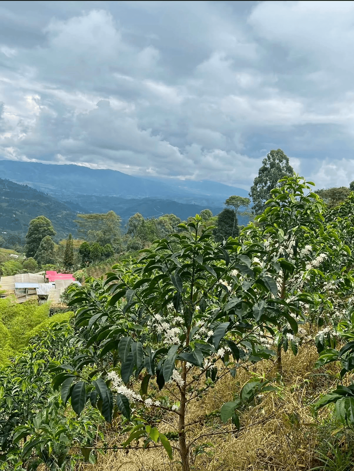 Café de especialidad Rosado Lavado Decaf — variedad Rosado , finca Finca El Diviso – Hermanos Lasso, región Pitalito, Huila