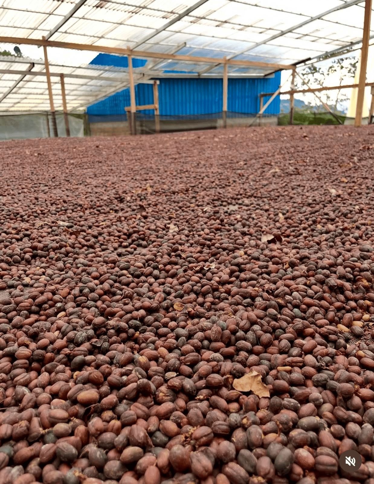 Café de especialidad Sudan Rume Natural Expe — variedad Sudan Rume, finca Finca El Diviso – Hermanos Lasso, región Pitalito, Huila