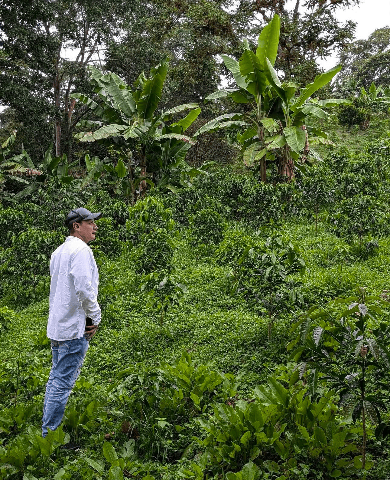 Café de especialidad SL-28 Honey — variedad SL-28, finca Finca Bentania – Linarco Rodríguez, región Palestina, Huila