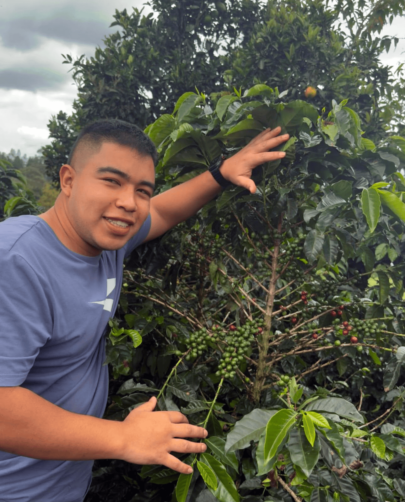 Café de especialidad Caturra Floral — variedad Caturra, finca Finca El Sendero – Andrés Martínez, región Cajibío, Cauca